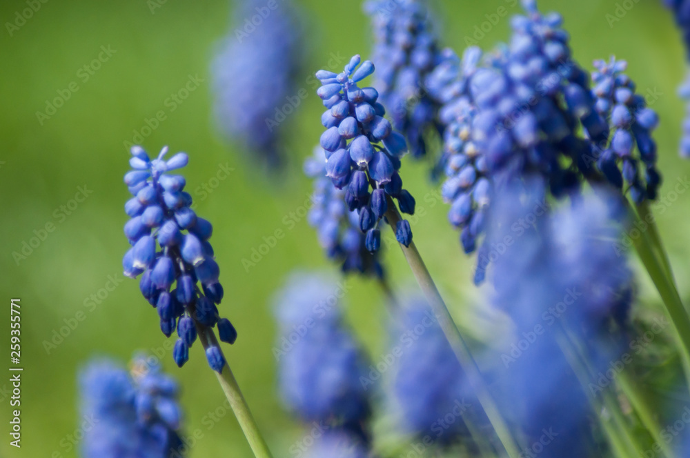 closeup of muscari blue flowers in a public garden closeup of muscari blue flowers in a public garden