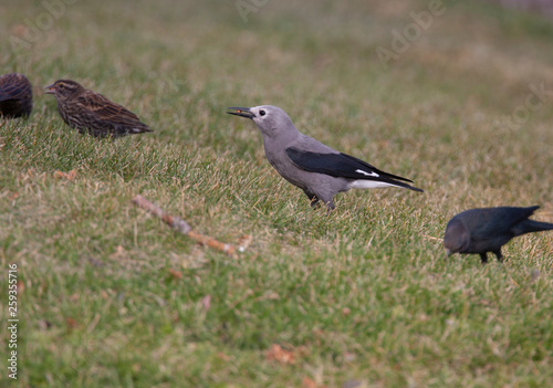 Clark's Nutcracker in Yellowstone National Park in Wyoming