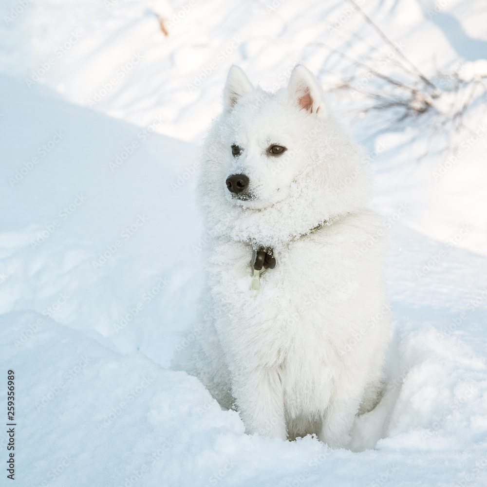 White dog Spitz walks in winter on snow White dog Spitz walks in winter on snow