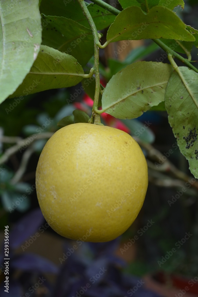 a yellowing lemon