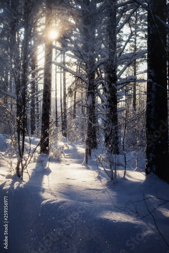 Trees are in the forest in winter under snow - landscape © tenrec