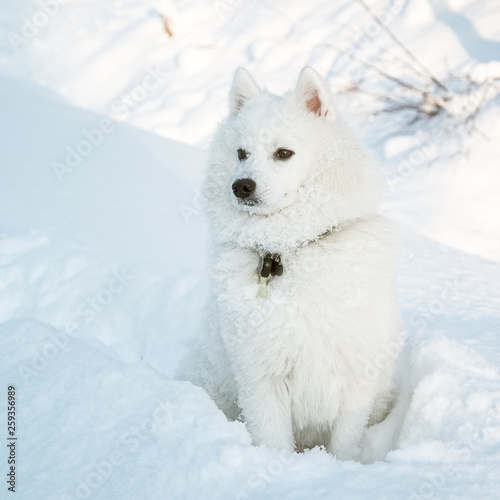 White dog Spitz walks in winter on snow