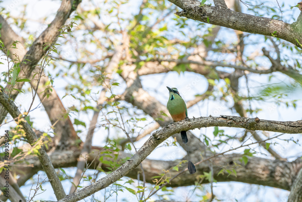Turquoise-browed Motmot (Eumomota superciliosa) Turquoise-browed Motmot (Eumomota superciliosa)