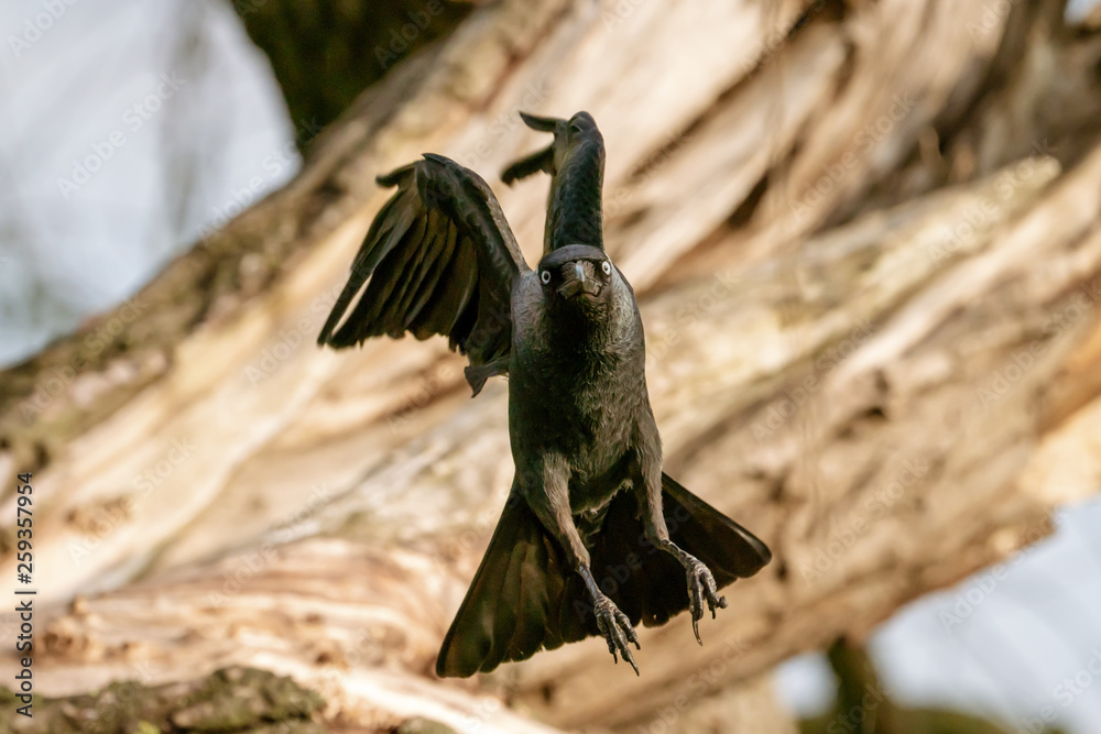 Fototapeta premium Jackdaw (Corvus monedula) taking flight