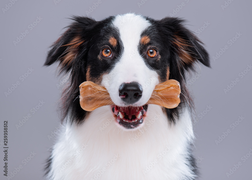 Close up portrait of cute young Australian Shepherd dog with chew bone on gray background. Beautiful adult Aussie with pet accessories for eat.