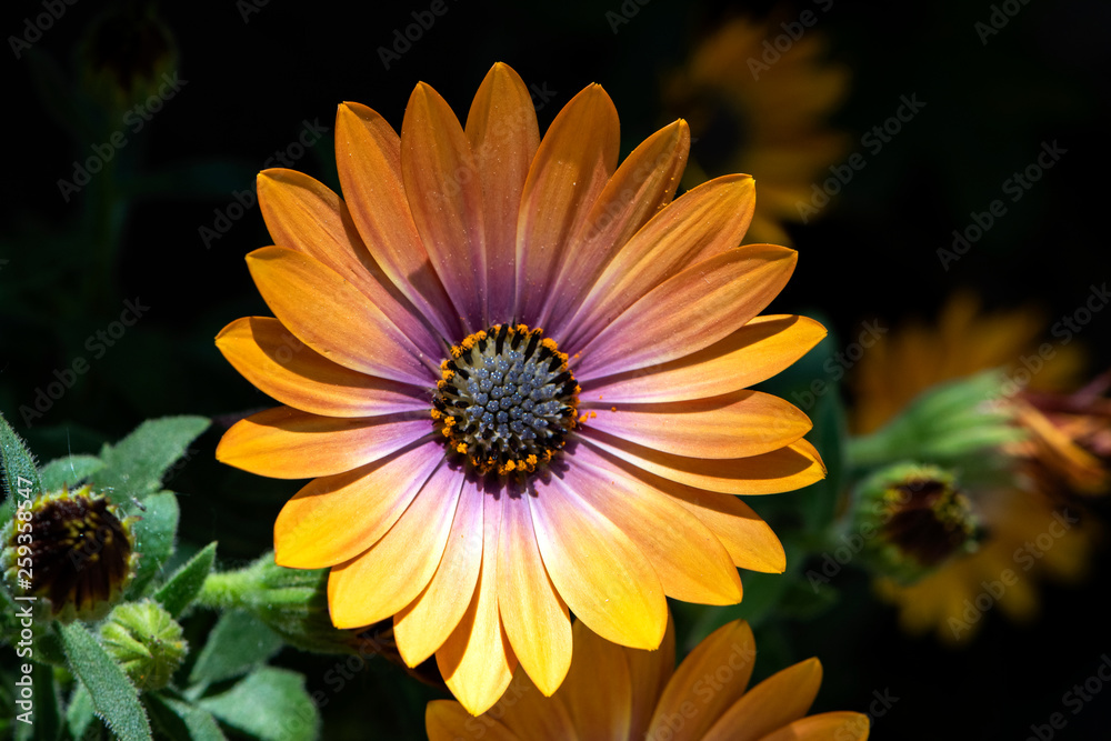 Obraz premium Malmequer