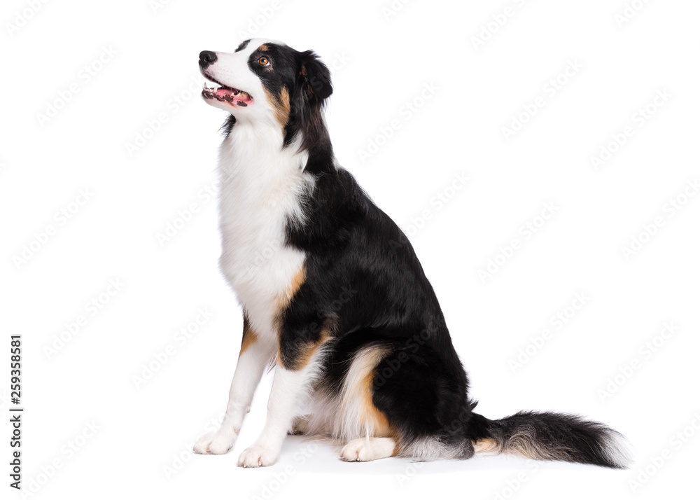 Portrait of cute young Australian Shepherd dog sitting on floor, isolated on white background. Beautiful adult Aussie, frontal and looking upward.