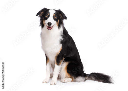 Portrait of cute young Australian Shepherd dog sitting on floor, isolated on white background. Beautiful adult Aussie, frontal and looking at camera.