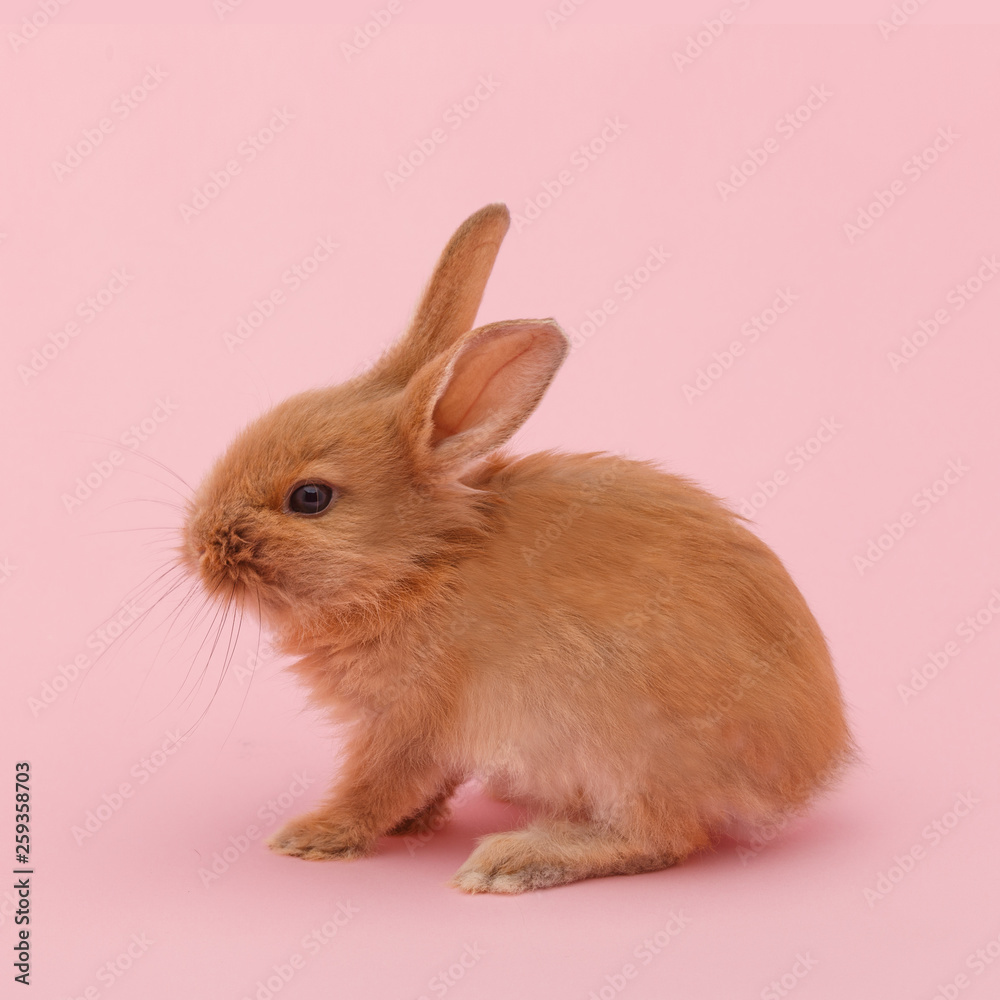 little red fluffy rabbit on pink background. Easter holiday concept