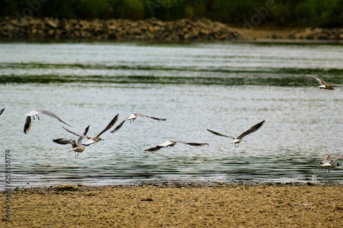 An der Donau