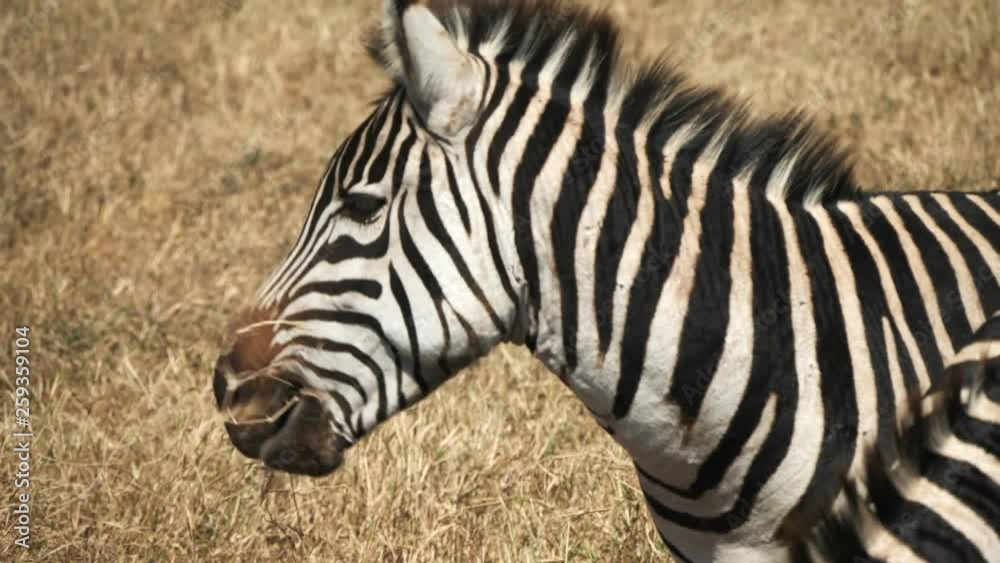 close up of a zebra shaking its head at ngorongoro crater in tanzania close up of a zebra shaking its head at ngorongoro crater in tanzania