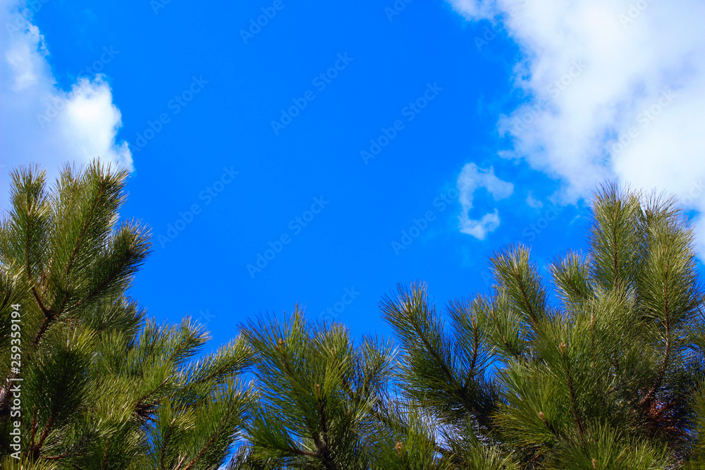 Cropped Shot Of Pine Branch Over Blue Sky Background. Abstract Nature Background. Trees, Nature, Christmas Concept.