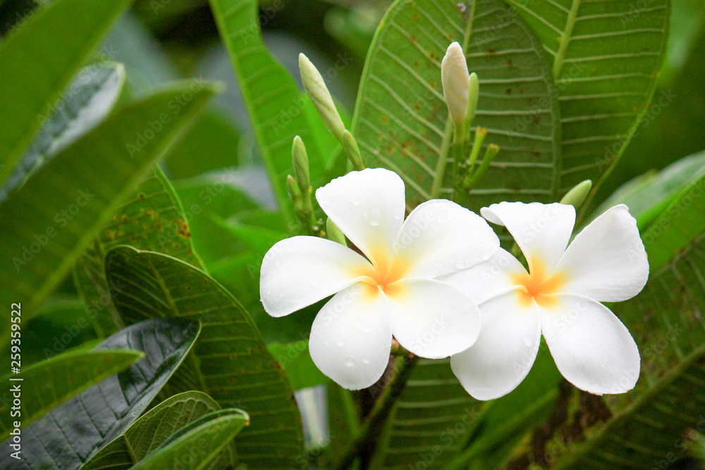 White plumeria flowers White plumeria flowers
