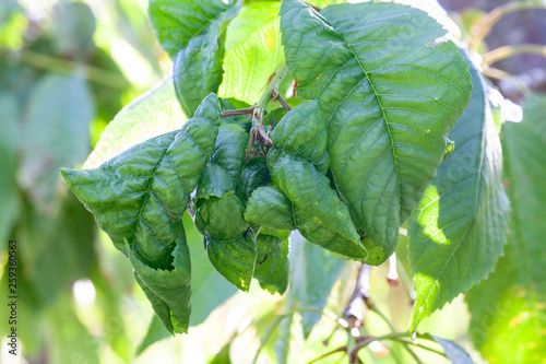 Aphids damage leaves parasite pest photo