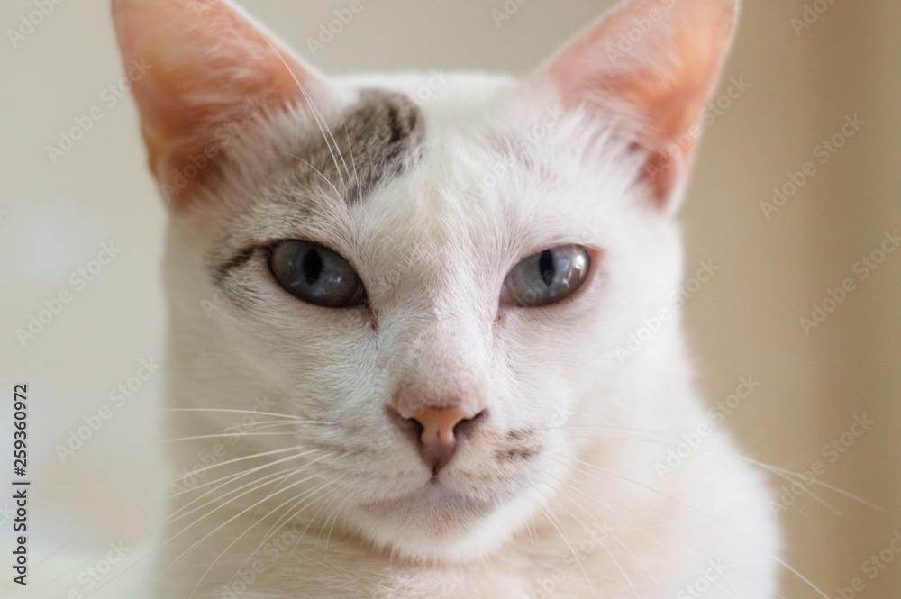 portrait of a white cat