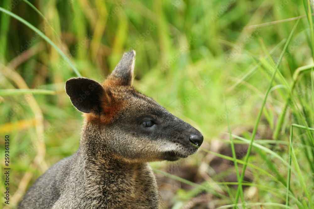 young kangaroo in the grass