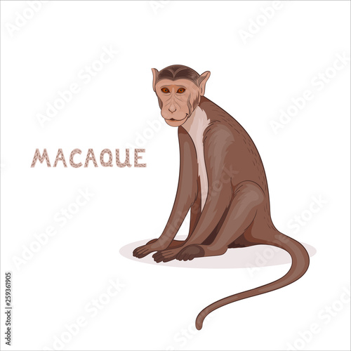 Vector illustration, a cartoon bonnet macaque, isolated on a white background. Animal alphabet.
