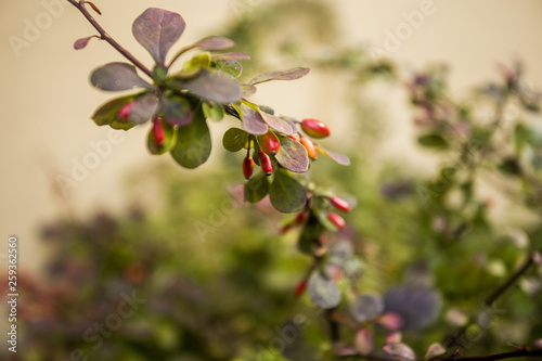 Barberry branch on natural green background. Barberry berries fruits bush floral autumn season