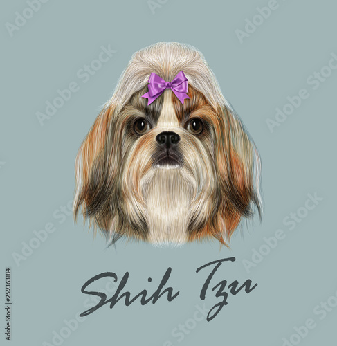 Shih Tzu dog animal cute face. Vector funny Chinese purebred Shih tzu puppy head portrait. Realistic fur portrait of gold and white young Shih tzu doggy isolated on gray background.