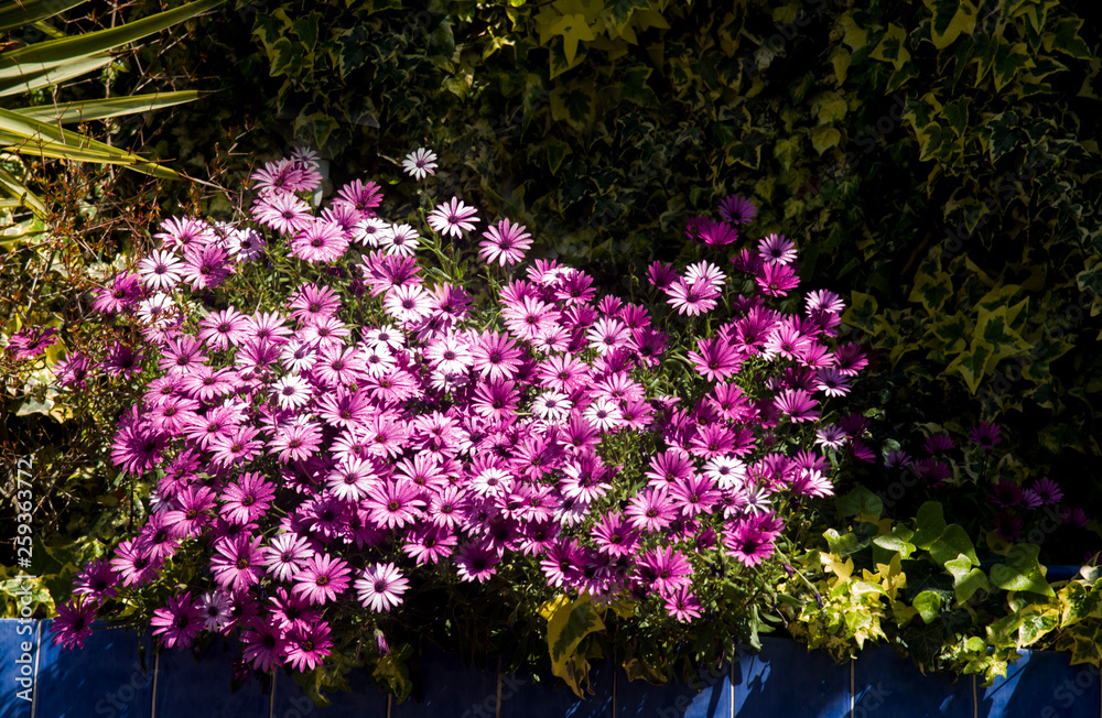 Obraz premium corner of purple daisies at garden
