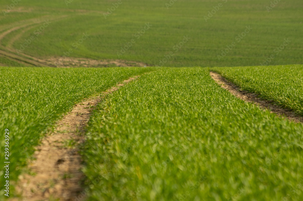 tire tracks of a tractor in a field of young wheat during evening sunset