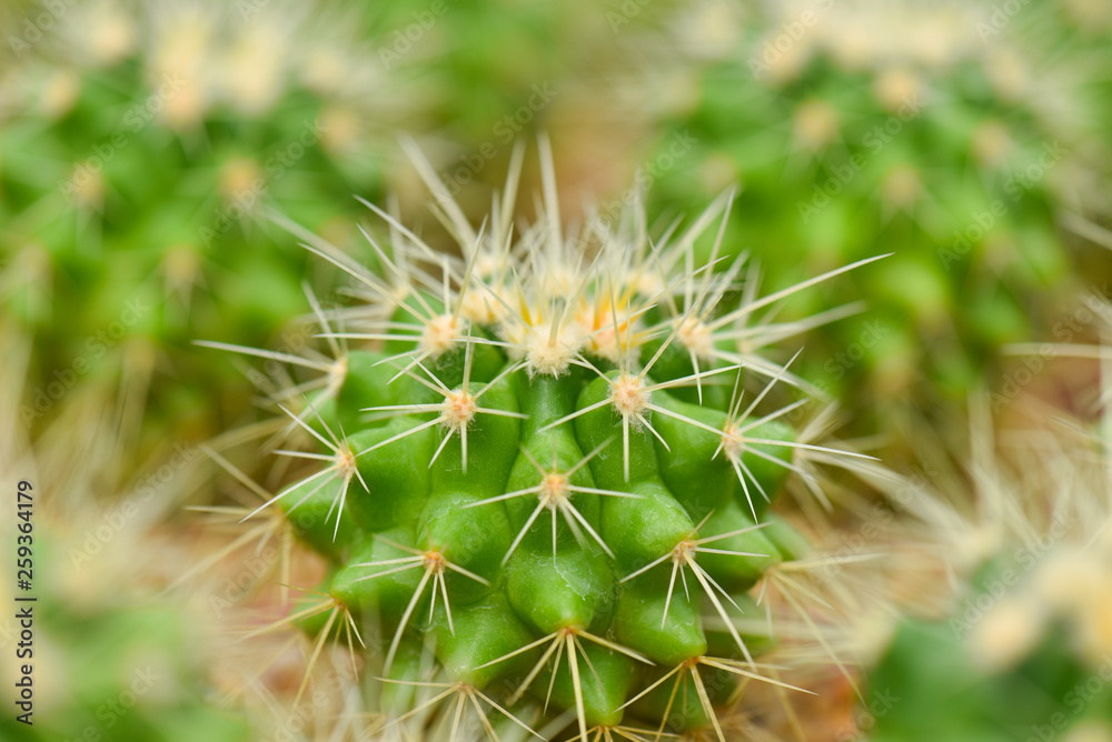 Macro closeup of green cactus in the garden. Selective focus. Macro closeup of green cactus in the garden. Selective focus.
