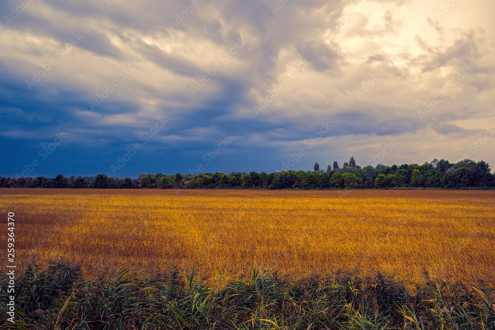 Obraz premium cultivated field in autumn