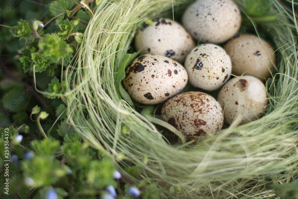 Eggs in the nest on the grass. Protection of offspring. Organic food. Wildlife. For Easter. Eggs in the nest on the grass. Protection of offspring. Organic food. Wildlife. For Easter.