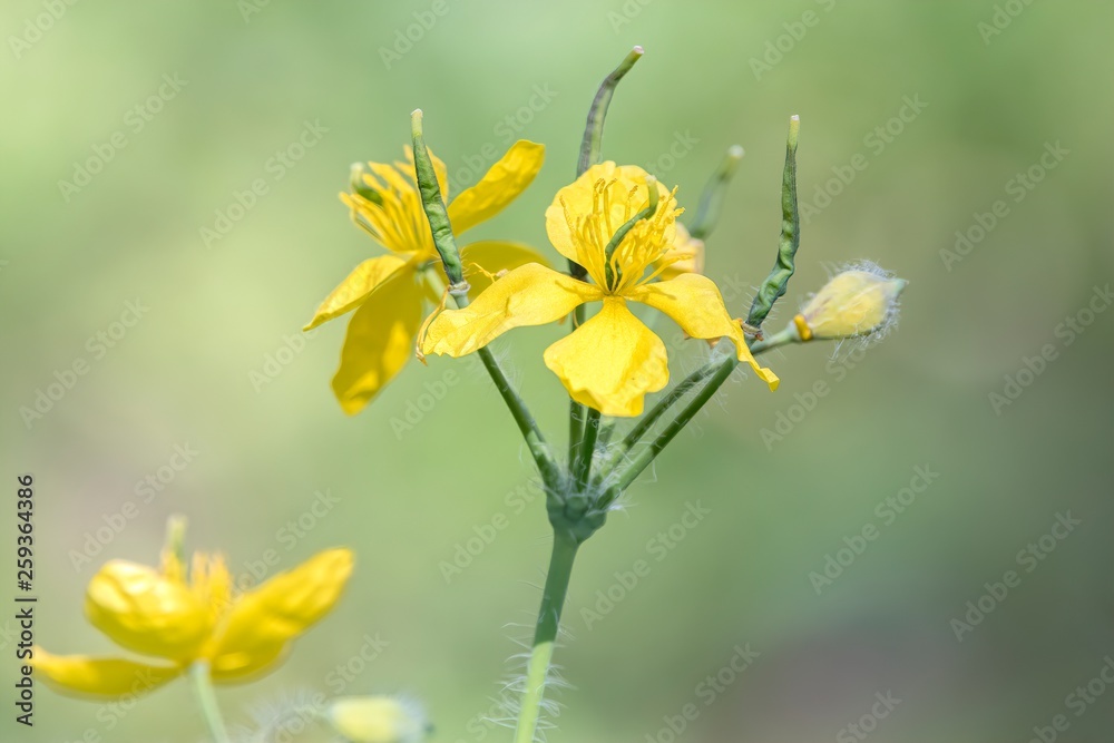Obraz premium Raphanus raphanistrum yellow wildflower
