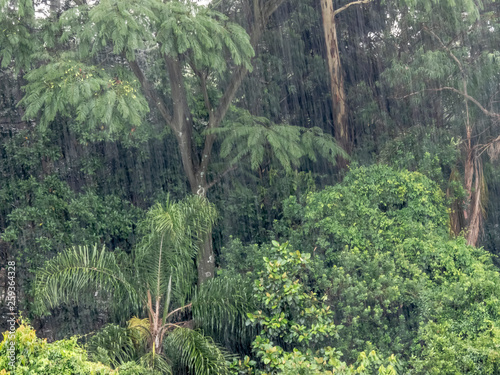 Rain in the Tropical Rainforest in Brazil