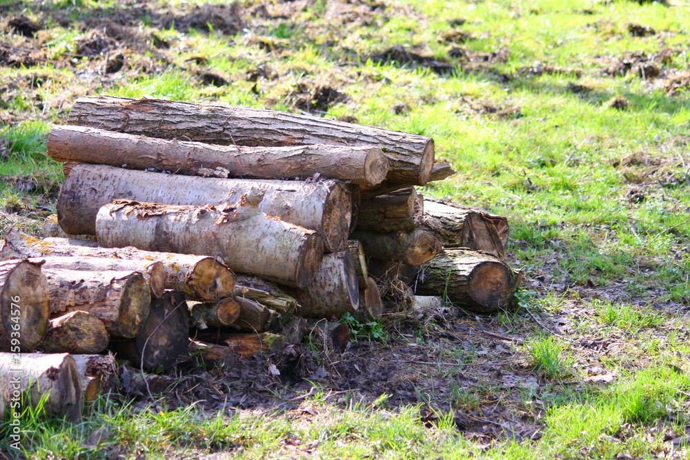 Troncos de madera