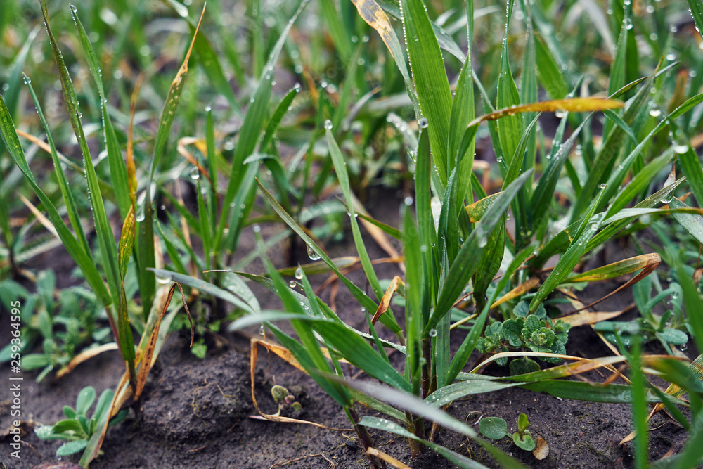 Fototapeta premium Image of young wheat sprouts.