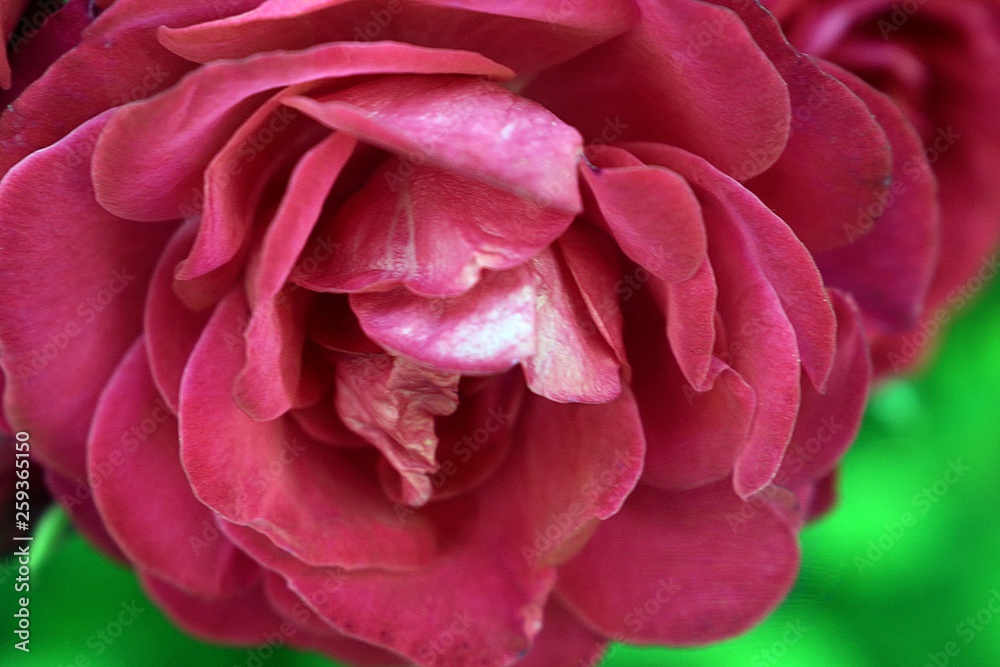 Red rose Red rose