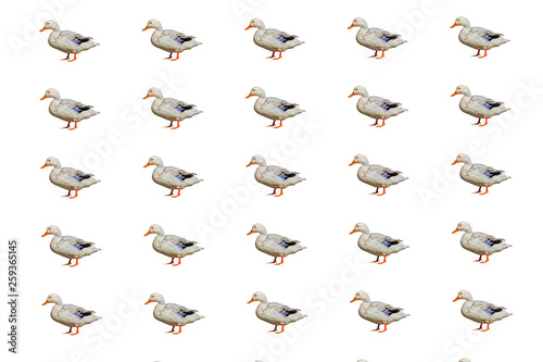 isolated duck pattern on white background