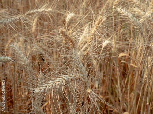 barley in field conversion test at North Thailand,rice golden color,barley in chiangmai.