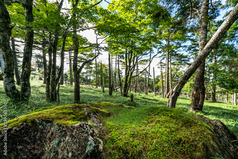 大台ヶ原　正木ヶ原の風景