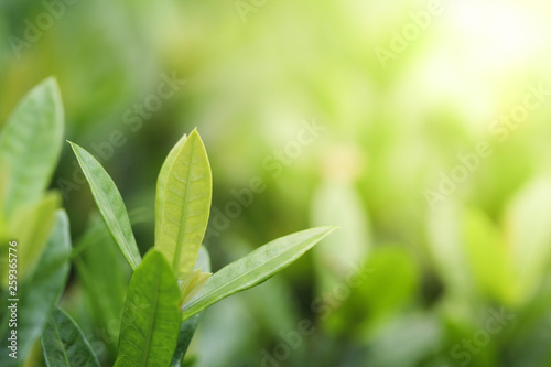 Green leaf background for nature and freshness