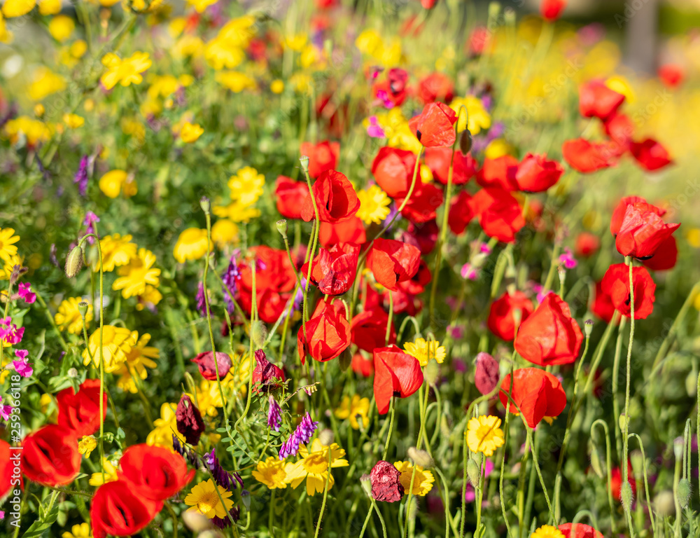 Background of spring  flowers. Selective focus.