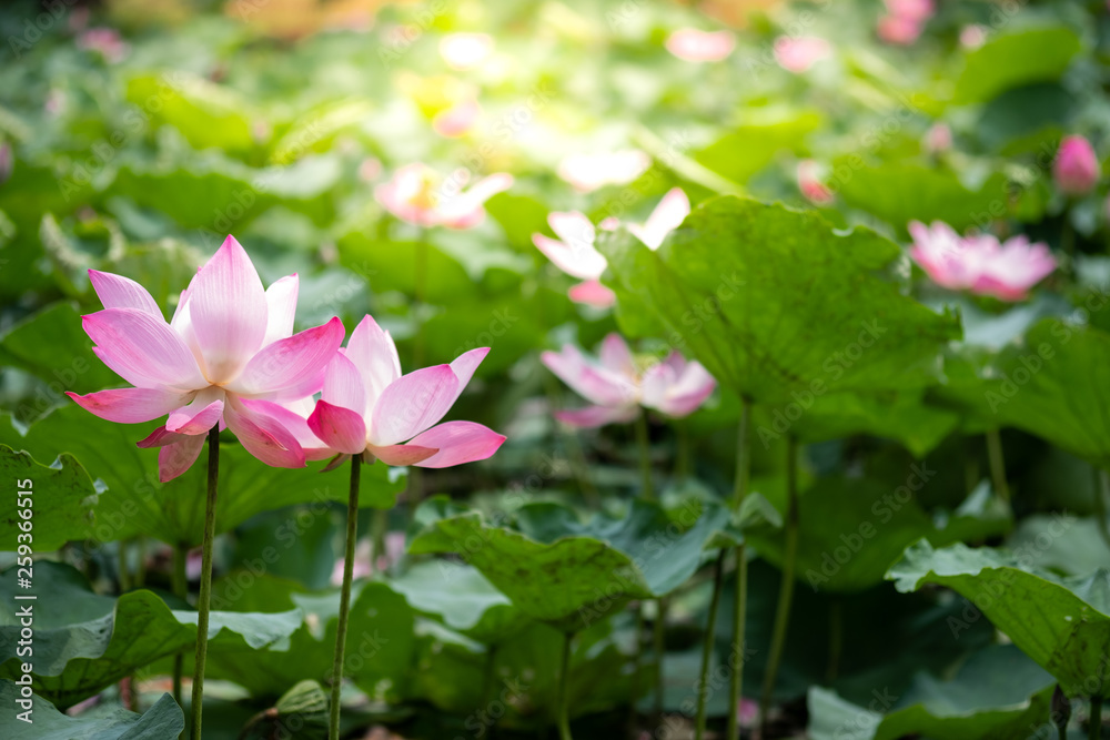 Closeup beautiful two pink lotus blooming with green leaf with sunlight in the lake. Freshness environment and mediation buddhism religion concept.-Image. Closeup beautiful two pink lotus blooming with green leaf with sunlight in the lake. Freshness environment and mediation buddhism religion concept.-Image.