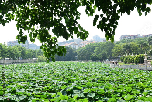 Beautiful Lotus in Lotus Pond
