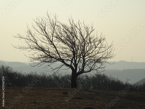 Wallpaper Mural Schraeger Baum auf de rAlb Torontodigital.ca