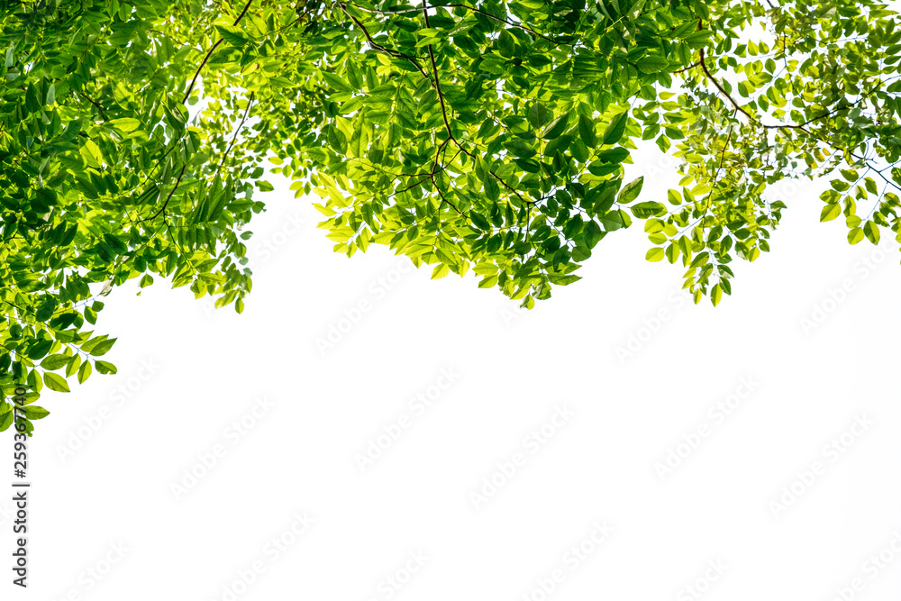 Isolated of top of tree branch and green leaf on white background. Greenery concept of wallpaper and backdrop use for decorate website and magazine.-Full frame image. Isolated of top of tree branch and green leaf on white background. Greenery concept of wallpaper and backdrop use for decorate website and magazine.-Full frame image.