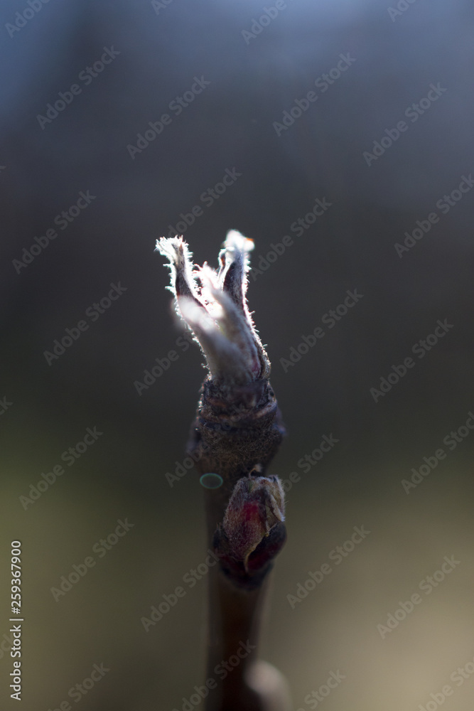 cropped picture of an apple buds in spring,shallow dof and blur background