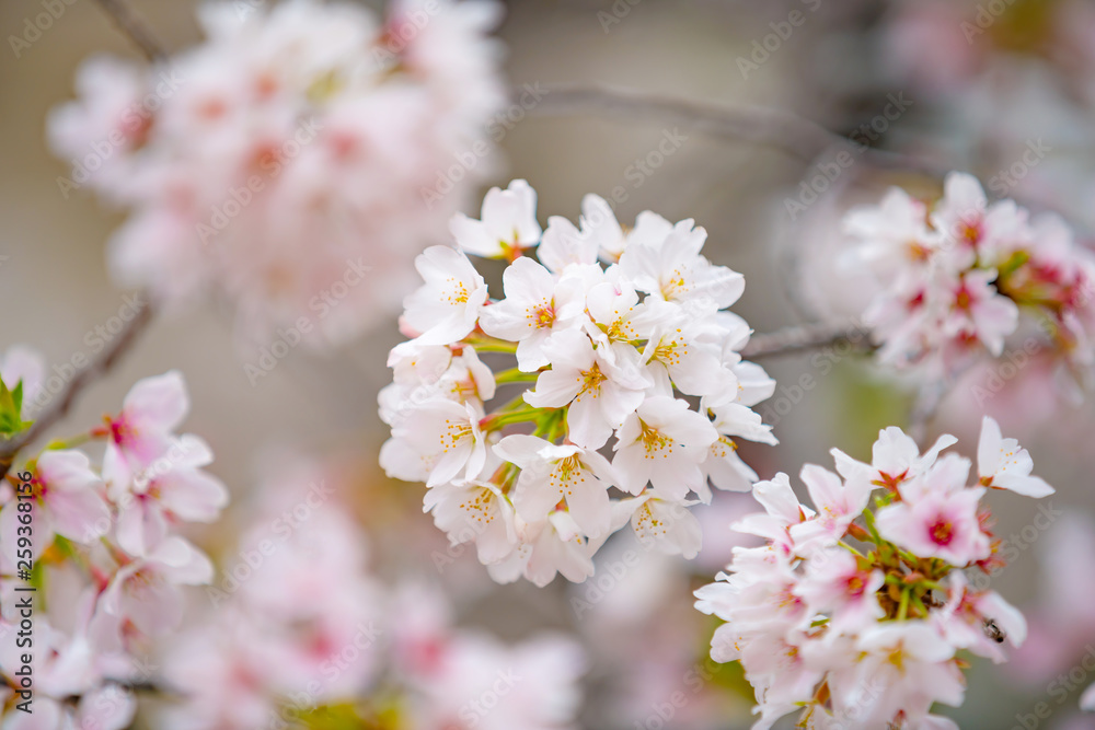 Fototapeta premium 桜