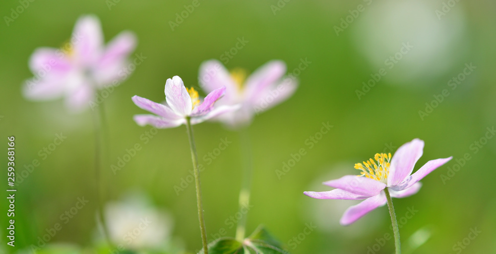 Fototapeta premium Buschwindröschen 9