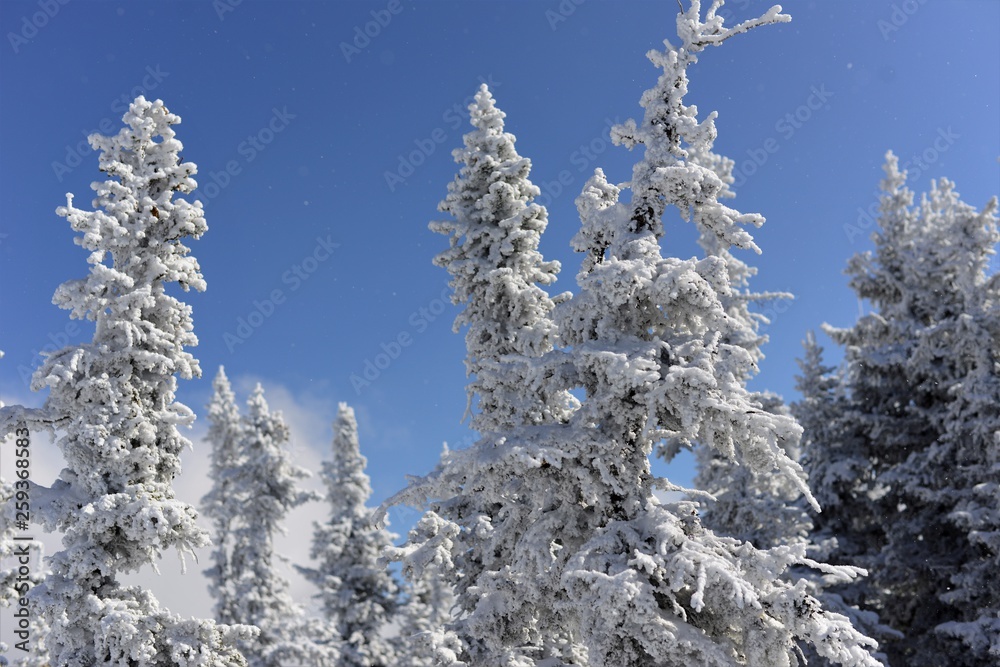 snow covered trees snow covered trees