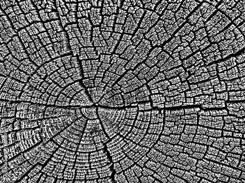  Structure of cracks of wood  vector background, Fragment of an old tree with a knot