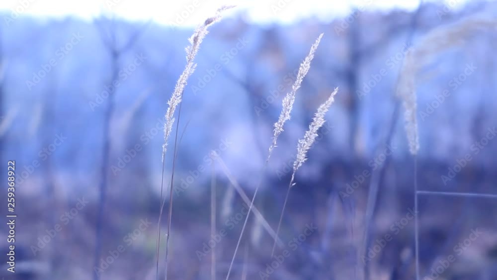 Melancholia blue dry grass video pattern Melancholia blue dry grass video pattern