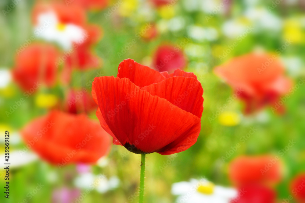 Fototapeta premium Poppy.