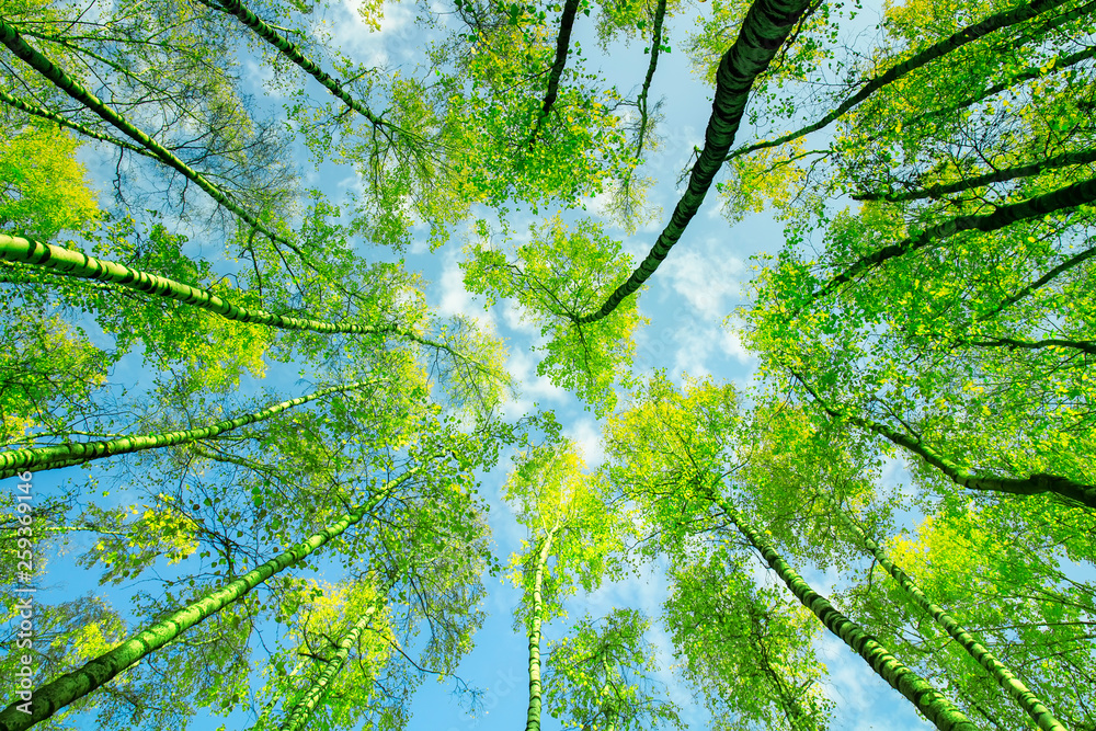 Fototapeta premium natural background bottom view of the crowns and the tops of birch trees stretch to the blue clear sky with bright green young leaves in the spring park